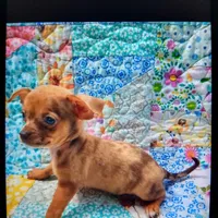 Tuti fruity, a female Chihuahua for sale in Big Sandy, TX – Photo 2 of 3