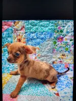 Tuti fruity, a female Chihuahua for sale in Big Sandy, TX – Photo 2 of 3
