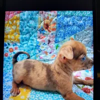 Tuti fruity, a female Chihuahua for sale in Big Sandy, TX – Photo 3 of 3