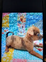 Tuti fruity, a female Chihuahua for sale in Big Sandy, TX – Photo 3 of 3