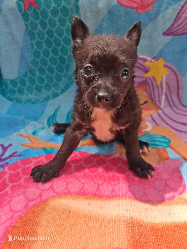 Mr Meogey – Chihuahua puppy for sale in Big Sandy, TX