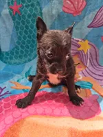 Mr Meogey, a male Chihuahua for sale in Big Sandy, TX – 2 of 3