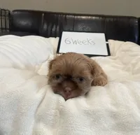Biscuit, a male Shih Tzu for sale in Livermore, CA – 2 of 2