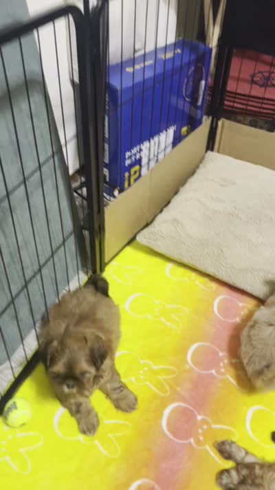 Brownie, a male Shih Tzu for sale in Livermore, CA – 2 of 2