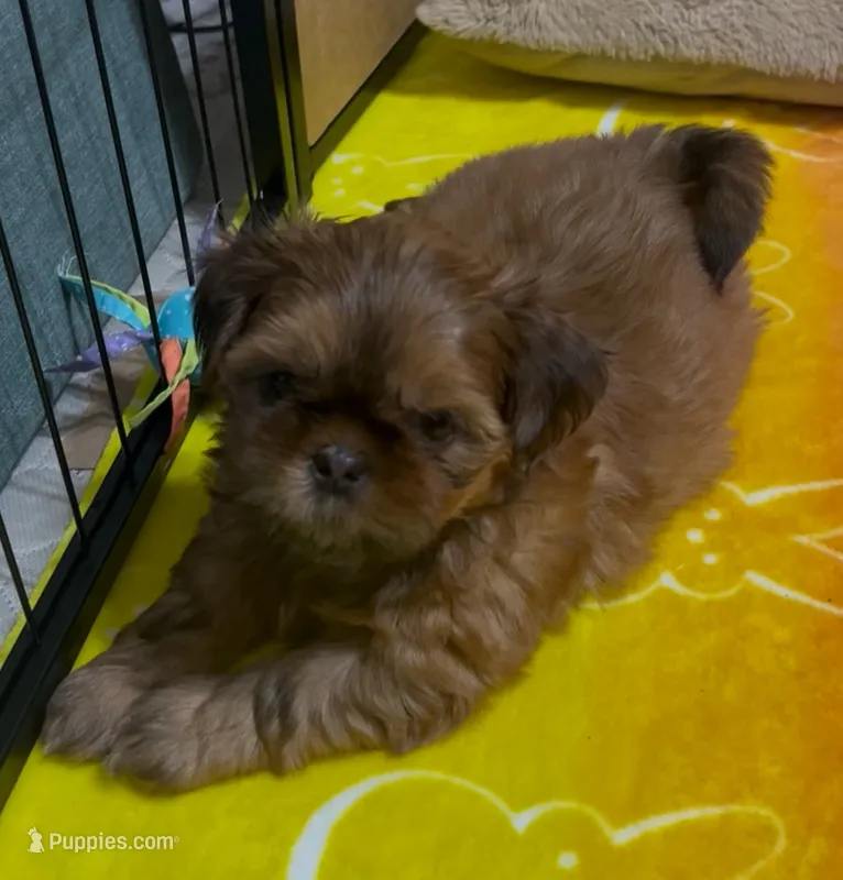 Brownie – Shih Tzu puppy for sale in Livermore, CA