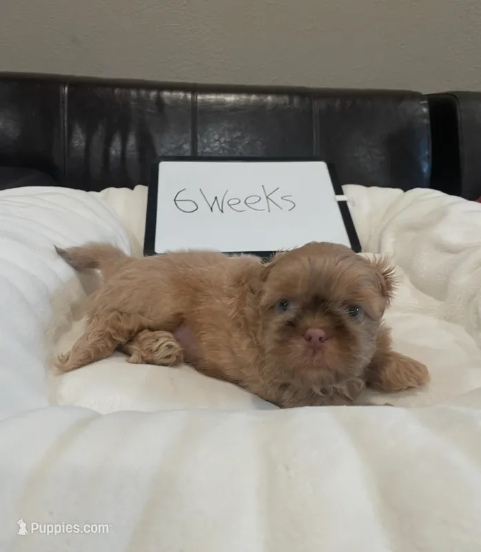 Biscuit – Shih Tzu puppy for sale in Livermore, CA