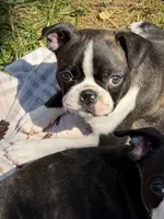 Sandy, a female Boston Terrier for sale in Redmond, WA – 2 of 6