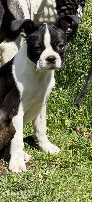 Rose – Boston Terrier puppy for sale in Redmond, WA