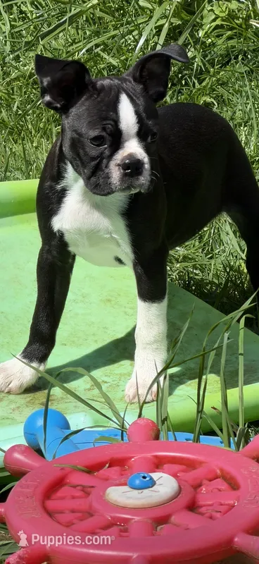 Rose – Boston Terrier puppy for sale in Redmond, WA