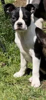 Rose, a female Boston Terrier for sale in Redmond, WA – 2 of 3
