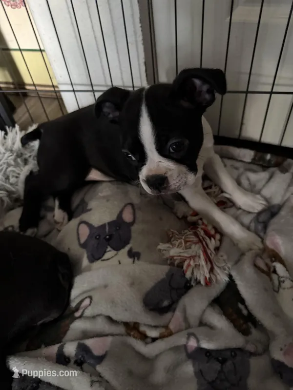 Rose, a female Boston Terrier for sale in Redmond, WA – Photo 1 of 3