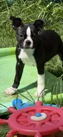 Rose, a female Boston Terrier for sale in Redmond, WA – 3 of 3