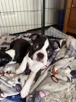 Rose, a female Boston Terrier for sale in Redmond, WA – Photo 3 of 3