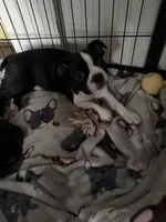 Rose, a female Boston Terrier for sale in Redmond, WA – Photo 2 of 3