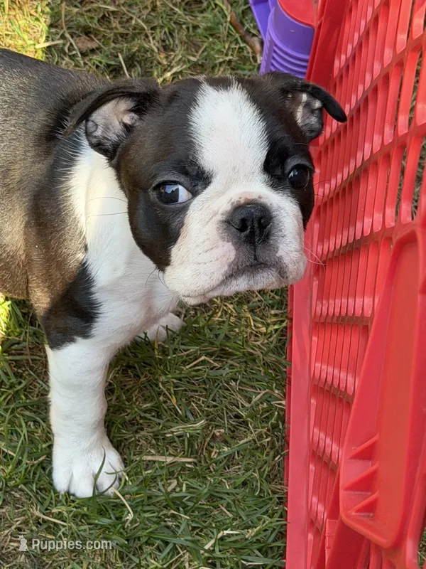 Layla – Boston Terrier puppy for sale in Redmond, WA