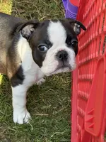 Layla, a female Boston Terrier for sale in Redmond, WA – 1 of 6