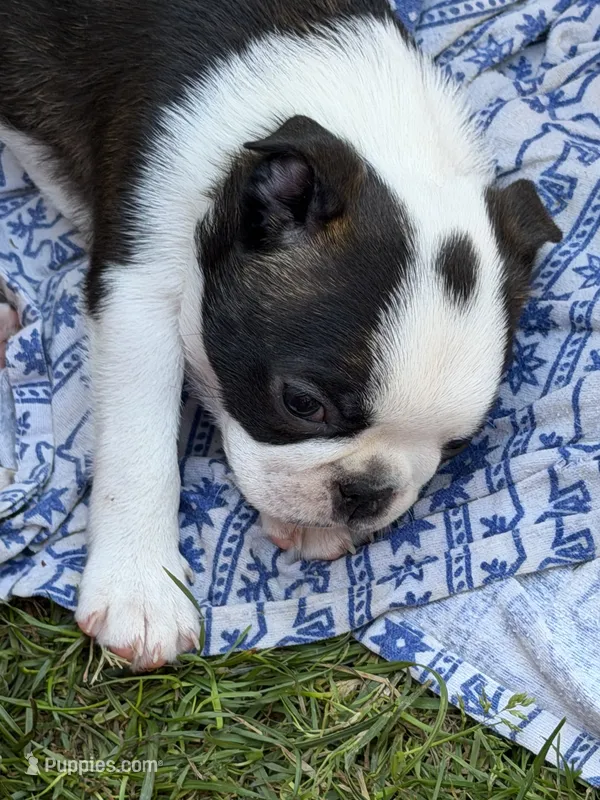 Lena – Boston Terrier puppy for sale in Redmond, WA