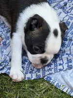 Lena, a female Boston Terrier for sale in Redmond, WA – 1 of 5