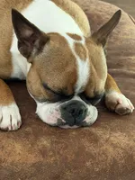 Layla, a female Boston Terrier for sale in Redmond, WA – 5 of 6