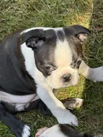 Layla, a female Boston Terrier for sale in Redmond, WA – 2 of 6