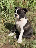 Sandy, a female Boston Terrier for sale in Redmond, WA – 4 of 6