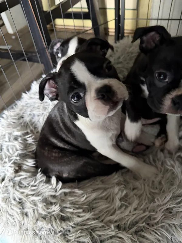 Kitty, a female Boston Terrier for sale in Redmond, WA – Photo 1 of 3