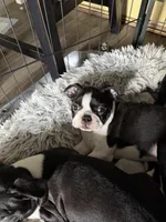 Kitty, a female Boston Terrier for sale in Redmond, WA – Photo 3 of 3