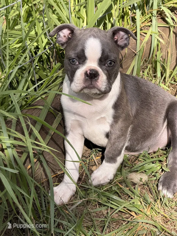 Macie – Boston Terrier puppy for sale in Redmond, WA