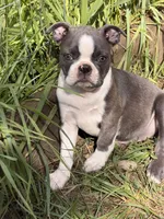 Macie, a female Boston Terrier for sale in Redmond, WA – 1 of 6