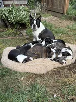 Macie, a female Boston Terrier for sale in Redmond, WA – 5 of 6