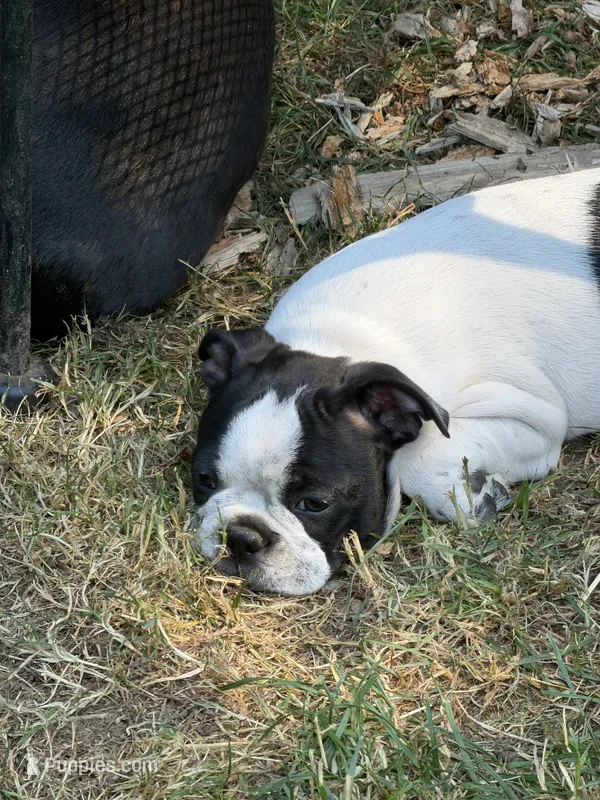 Laurence  – Boston Terrier puppy for sale in Redmond, WA