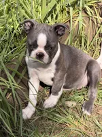 Macie, a female Boston Terrier for sale in Redmond, WA – 2 of 6