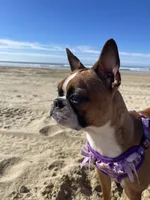 Lena, a female Boston Terrier for sale in Redmond, WA – 2 of 5