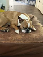 Lena, a female Boston Terrier for sale in Redmond, WA – 3 of 5