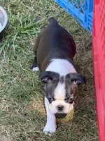 Layla, a female Boston Terrier for sale in Redmond, WA – 3 of 6