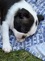 Lena, a female Boston Terrier for sale in Redmond, WA – 4 of 5