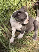 Macie, a female Boston Terrier for sale in Redmond, WA – 3 of 6