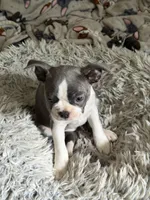 Macie, a female Boston Terrier for sale in Redmond, WA – Photo 3 of 4