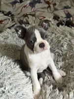 Macie, a female Boston Terrier for sale in Redmond, WA – Photo 2 of 4