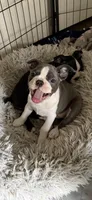 Macie, a female Boston Terrier for sale in Redmond, WA – Photo 1 of 4