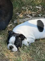 Laurence , a male Boston Terrier for sale in Redmond, WA – 2 of 3