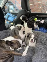 Macie, a female Boston Terrier for sale in Redmond, WA – 4 of 6