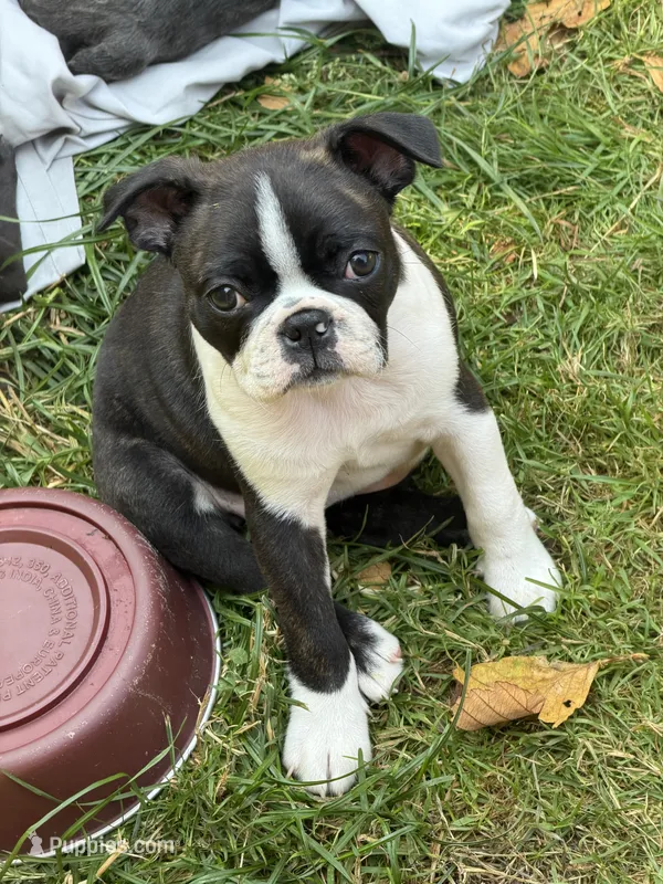 Sandy – Boston Terrier puppy for sale in Redmond, WA