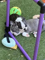 Macie, a female Boston Terrier for sale in Redmond, WA – 6 of 6