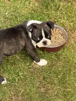 Sandy, a female Boston Terrier for sale in Redmond, WA – 5 of 6