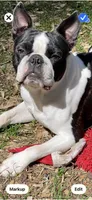 Lena, a female Boston Terrier for sale in Redmond, WA – 5 of 5