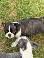 Sandy, a female Boston Terrier for sale in Redmond, WA – 3 of 6