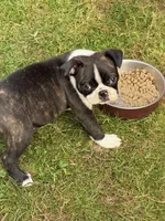 Sandy, a female Boston Terrier for sale in Redmond, WA – 6 of 6