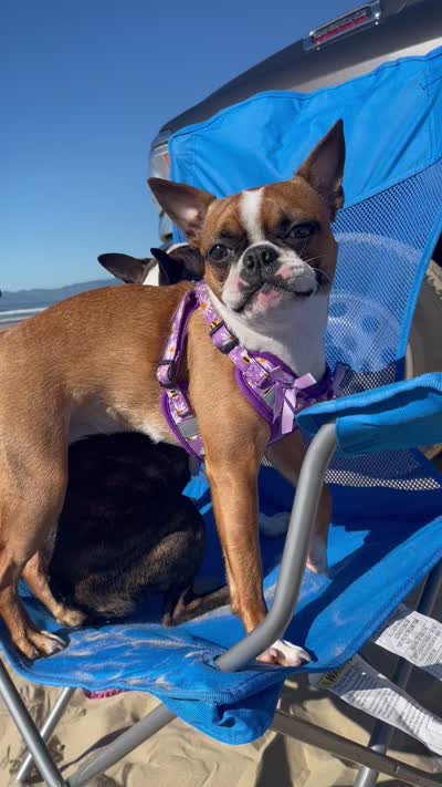 Layla, a female Boston Terrier for sale in Redmond, WA – 6 of 6