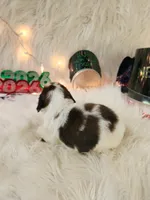 processed/ebf33cc4-de59-4a78-b02f-9f0558962b69/listing/006111dc-bafe-4d9c-8a02-fb79889af551/aaa783fe-be15-491a-9660-b46340277d1f